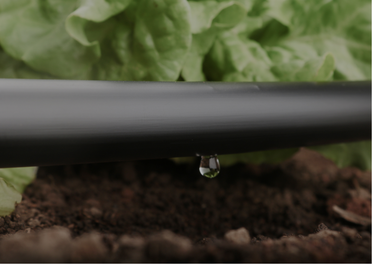 Drip Irrigation